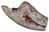 Triassic Theropod Dinosaur (Coelophysis) Partial Claw - Texas #315728-1